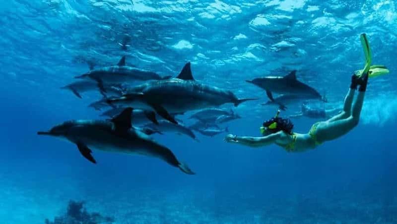 Au départ de Nungwi : Excursion en bateau à Mnemba et plongée avec masque et tuba pour les dauphins