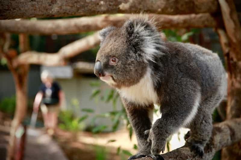 Zoo de Melbourne : billet pour découvrir la faune australienne