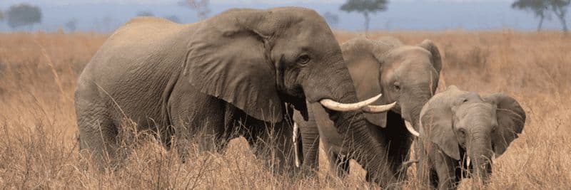 Billet La meilleure aventure : Safari de 3 jours dans le parc national de Ruaha