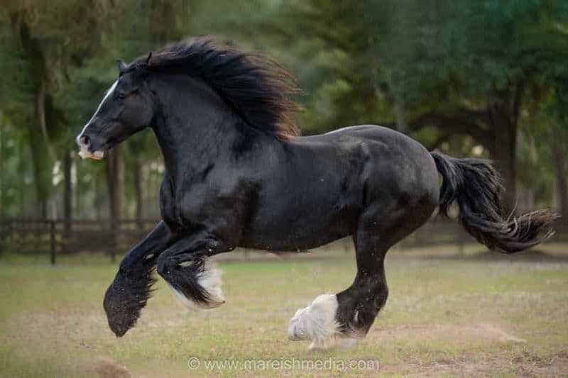 Ocala : Gypsy Gold Horse Farm Visite « Chevaux et histoire »