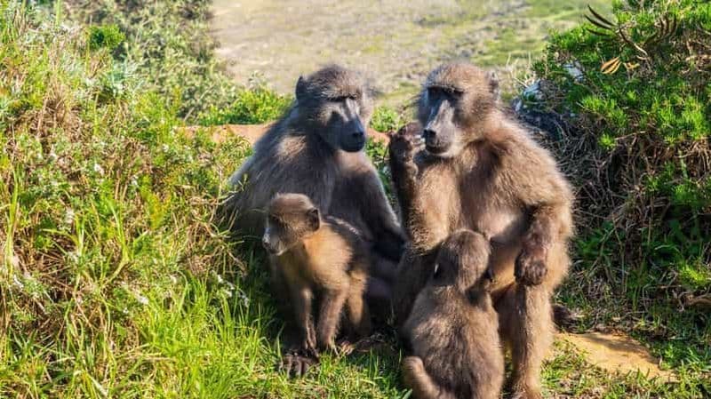 Billet Le Cap : visite d'une journée au cap de Bonne-Espérance et à Cape Point