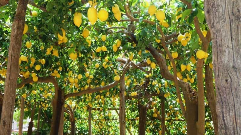 Côte amalfitaine : randonnée le long du sentier des citrons