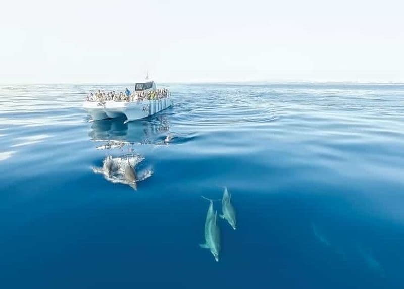 Depuis Albufeira : Excursion en bateau de 2,5 heures pour découvrir les dauphins et les grottes