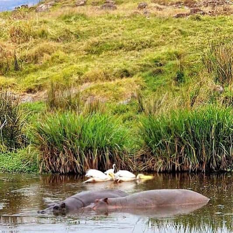 Billet Arusha : Excursion d'une journée dans le parc national du lac Manyara avec déjeuner