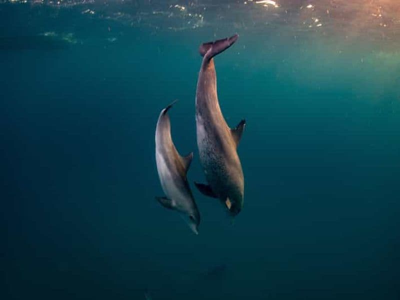 Au départ d'Hurghada : excursion en hors-bord vers Paradise Island avec les dauphins