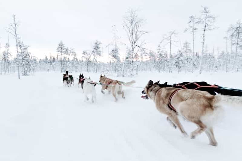 Billet Courir avec la meute, balade de 5 km en traîneau à chiens et visite du chenil