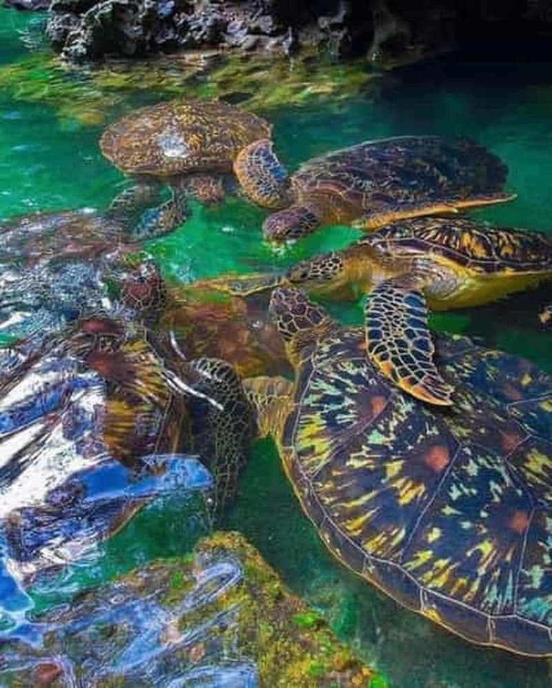 Billet Zanzibar : nagez avec les tortues de mer à l'aquarium de Baraka ou de Salaam