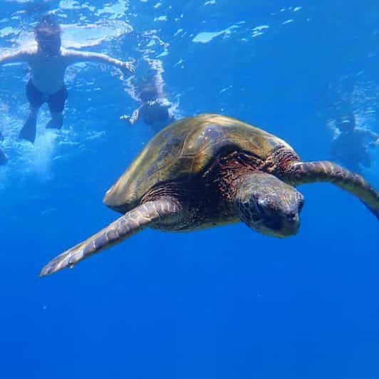 Panglao : excursion sur l'île de Balicasag avec observation des tortues et des dauphins