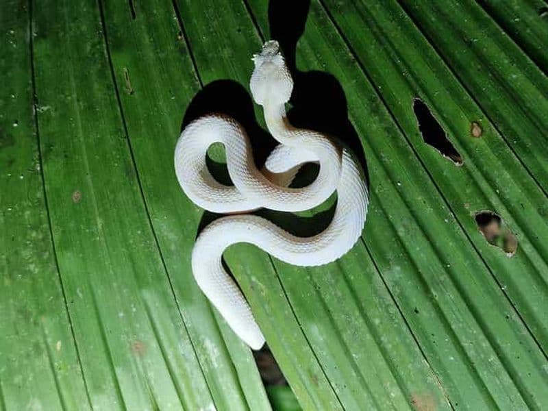 Billet Puerto Viejo : visite de nuit dans la jungle