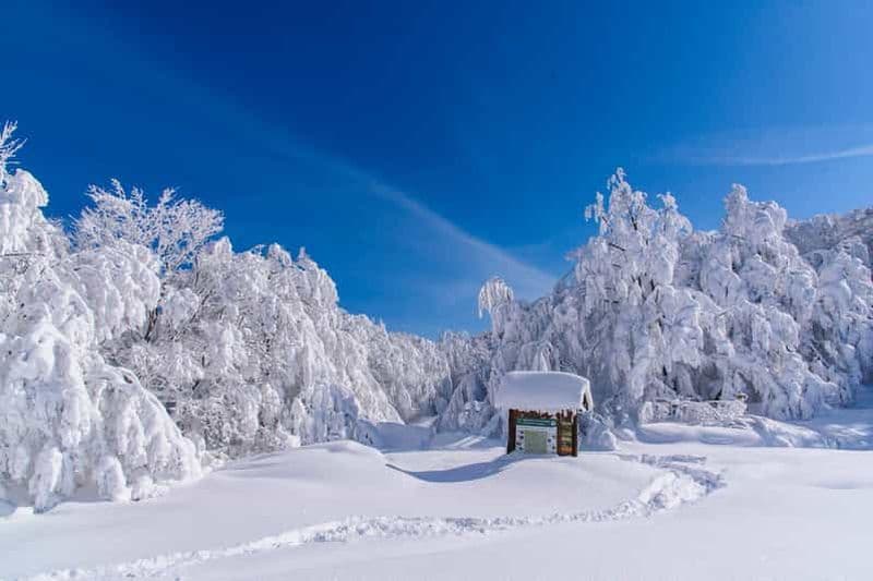 Monte Falco : Randonnée en raquettes dans le parc des forêts Casentinesi