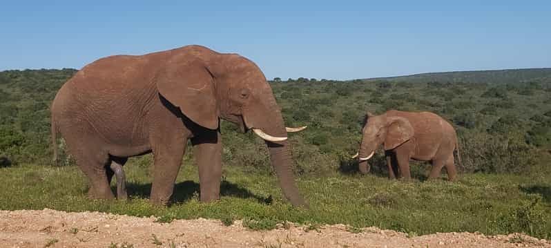 Billet Safari d'une journée complète dans le parc national des éléphants d'Addo avec déjeuner braai