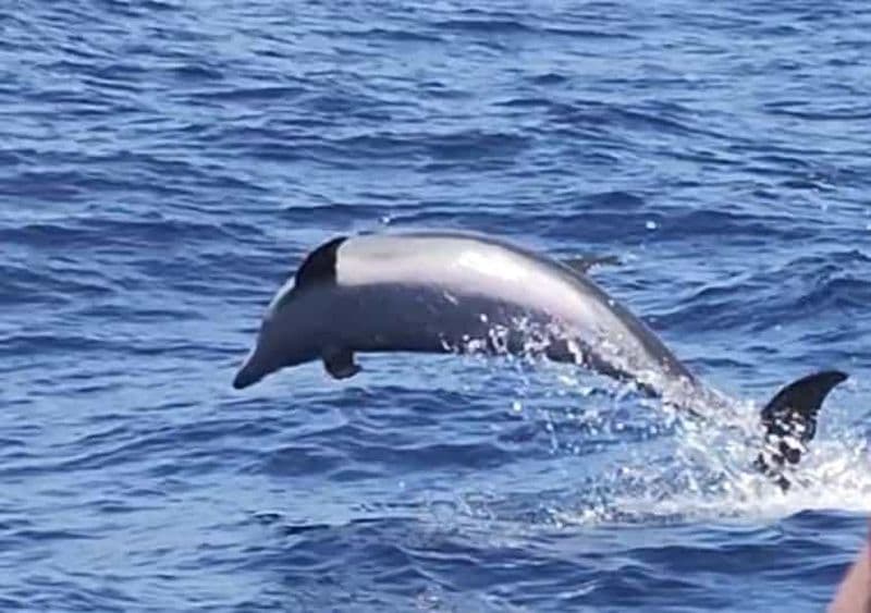 Puerto de Mogán : 3 heures d'observation des dauphins et des baleines