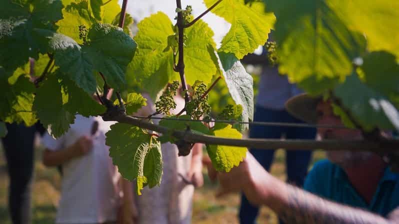 Billet Domaine viticole La Mare : Visite classique et dégustation