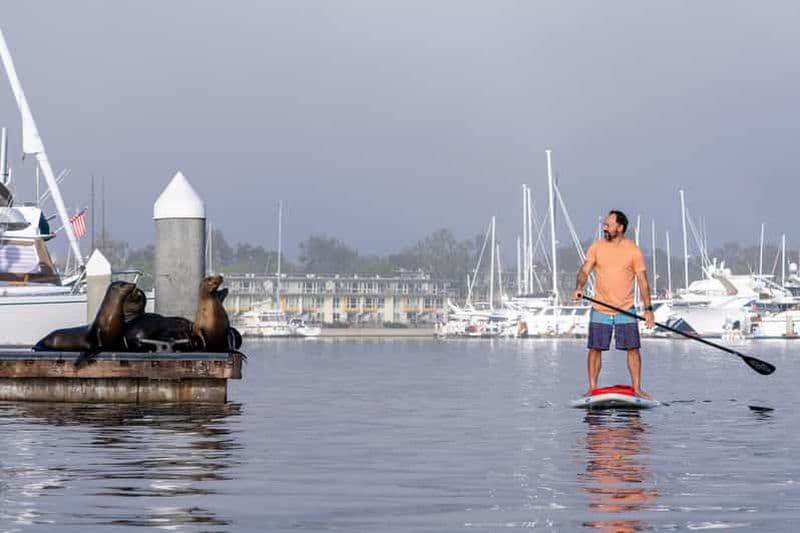 Marina del Rey : visite guidée en kayak et paddle