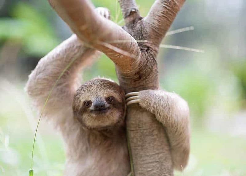 Billet San Jose: entrée au centre de sauvetage des animaux avec visite guidée