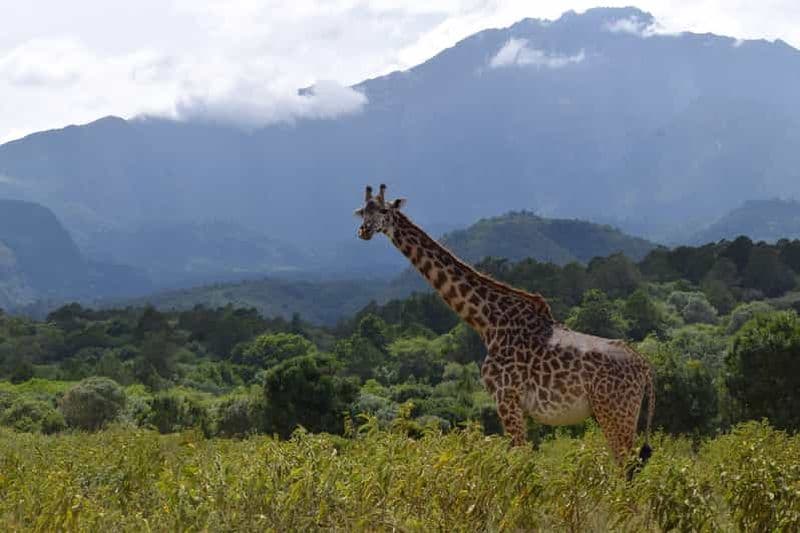 Billet Safari d'une journée dans le parc national d'Arusha