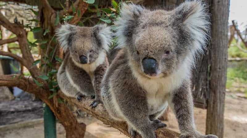 Billet Expérience au parc animalier de Cleland avec le sommet du Mont Lofty