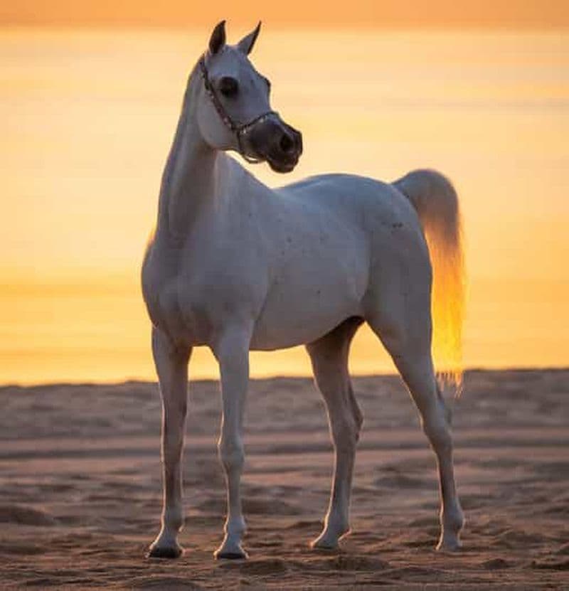 Balade privée à cheval et à dos de chameau dans le désert de Doha