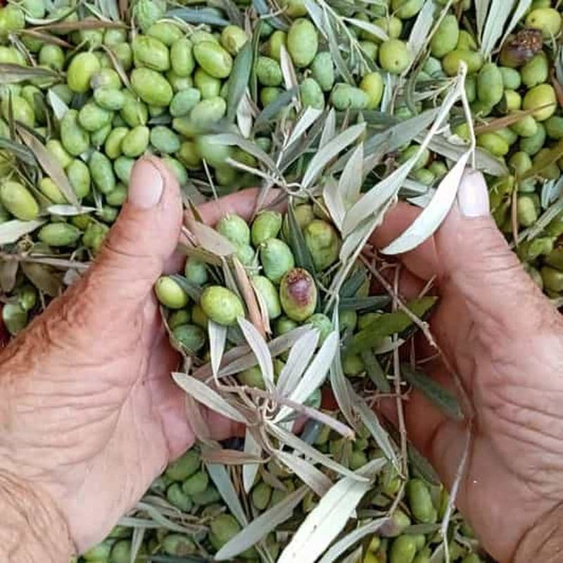 L'expérience de l'huile d'olive à la micro-ferme de Lefkada