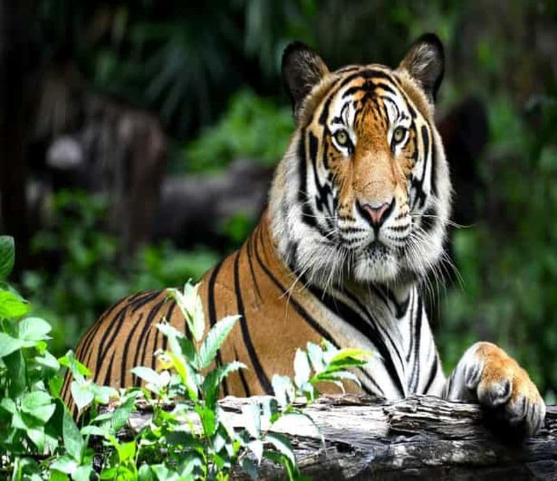 Billet Depuis Delhi : excursion de 4 jours au Triangle d'Or et safari à Ranthambore