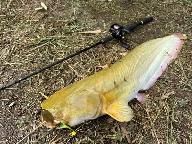 Hanoi : Expérience de pêche au poisson-chat avec transfert aller-retour