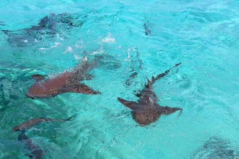Billet East End de Roatán : Plongée avec les requins-nourrices et les récifs coralliens