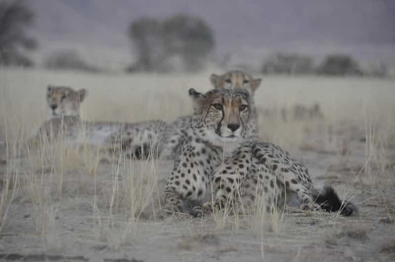 Billet Voyage dans le parc Namib Naukluft