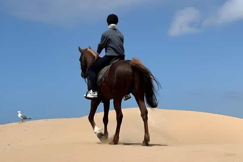 Doha : équitation arabe dans le désert du Qatar avec transfert