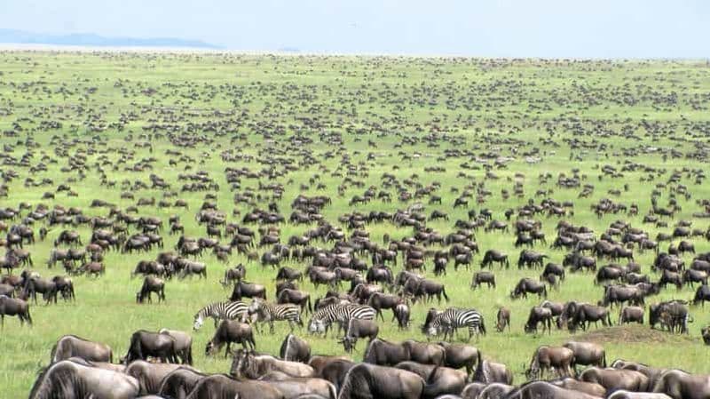 Billet 3 jours Luxe privé avec vol en avion Serengeti Ngorongoro