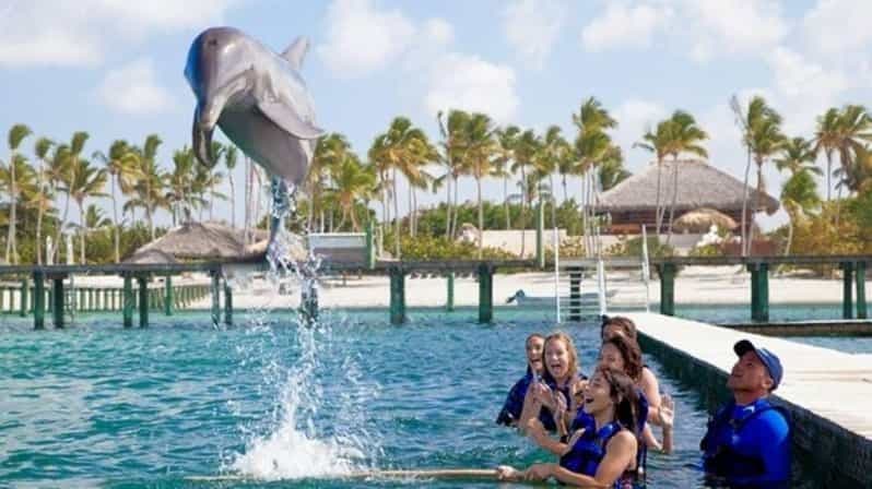 Billet Punta Cana : Programme d'exploration des dauphins
