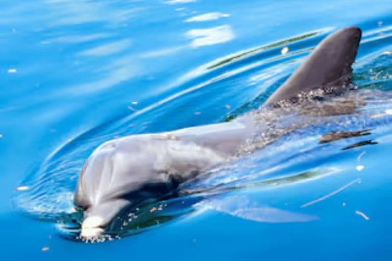 Orlando : Aventure en kayak ou en paddle board à la rencontre des dauphins