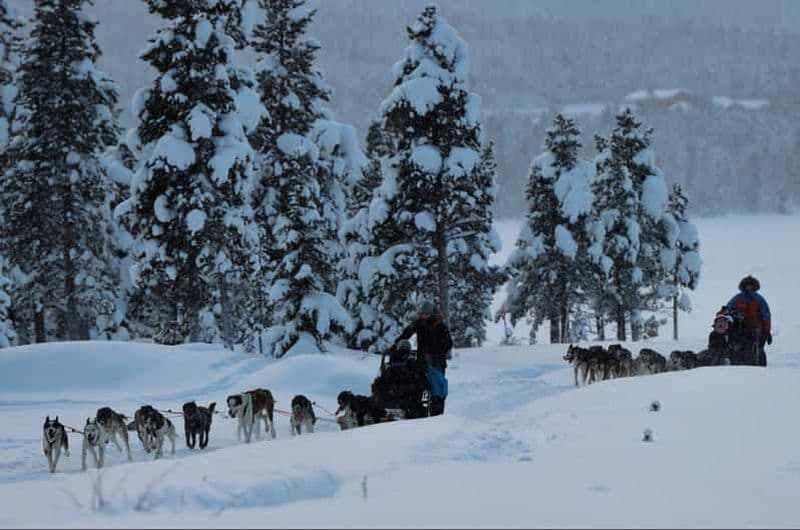 Billet Kiruna : Promenade matinale en traîneau à huskies avec pause-café