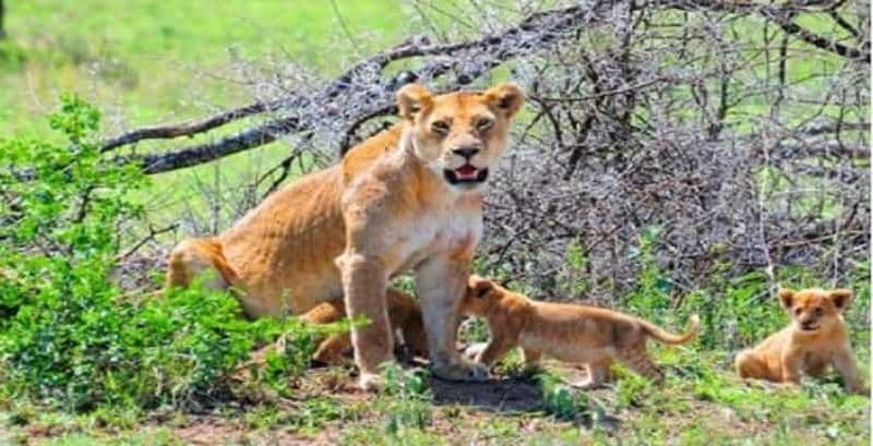 Billet Circuit de 2 jours dans le parc national de Saadani pour 2024 et 2025