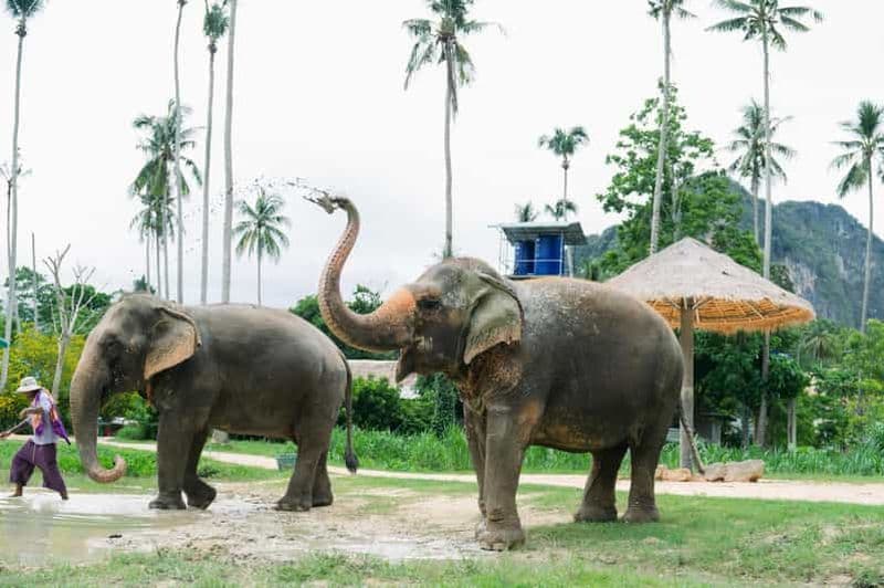 Billet Krabi : visite d'une demi-journée au sanctuaire des éléphants d'Ao Nang