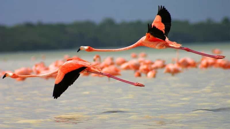 Billet Depuis Cancun/Tulum/Riviera : Las Coloradas et Rio Lagartos