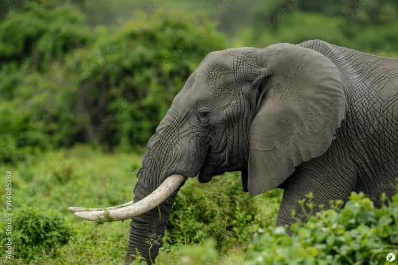 Billet 3 jours de culture mikumi et masai