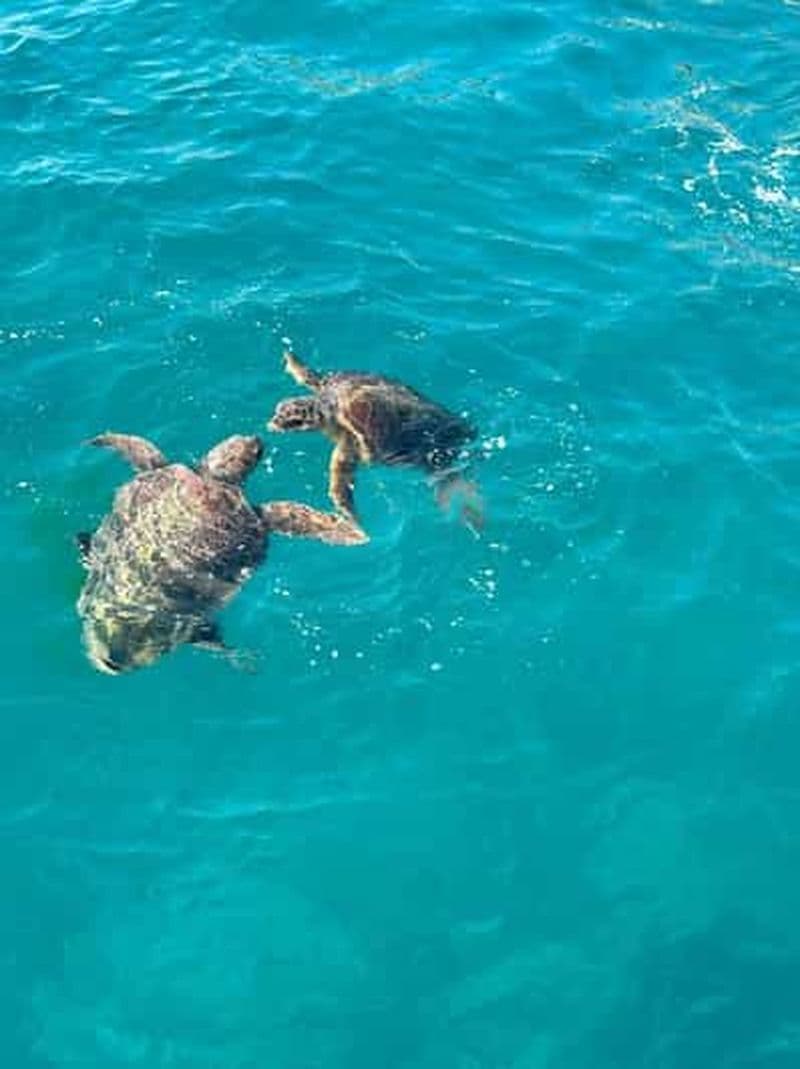 Zakynthos : croisière d'observation des tortues en bateau à fond de verre