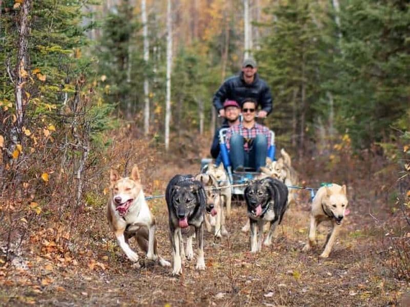 Billet Willow : Balade estivale en traîneau à chiens en Alaska