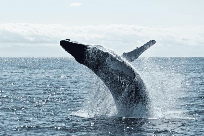 New York City : Observation des baleines et des dauphins avec un guide expert
