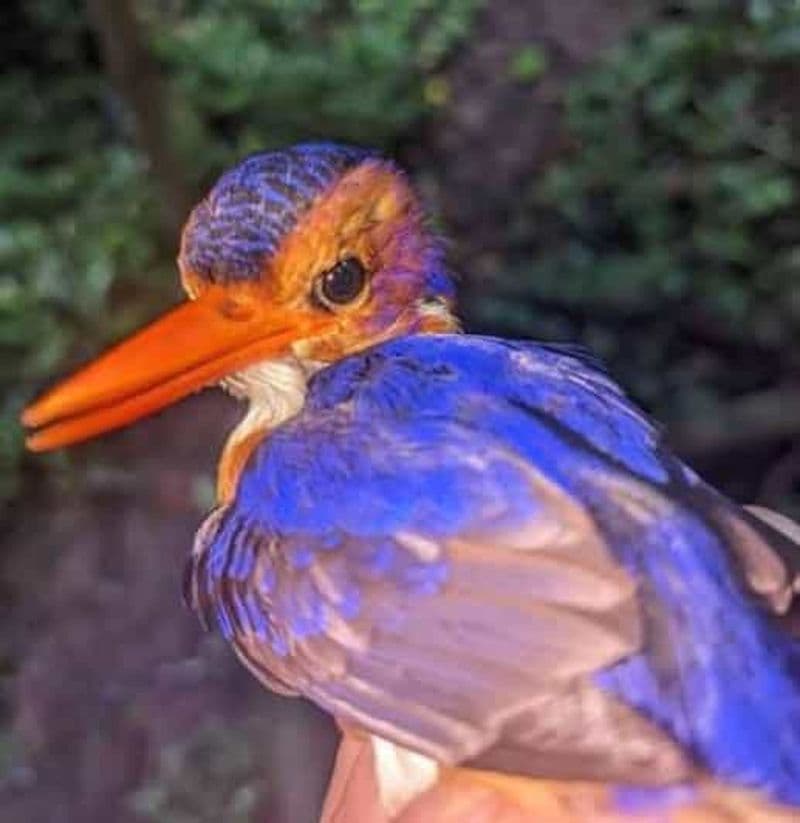 Billet Une journée au paradis : découvrez la magie de l'île de Pemba