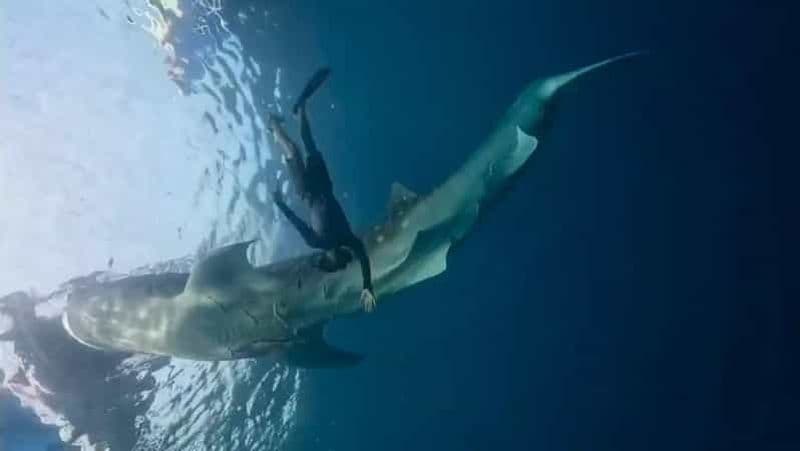 Lombok : Visite privée 2D/1N du requin-baleine Lombok Sumbawa