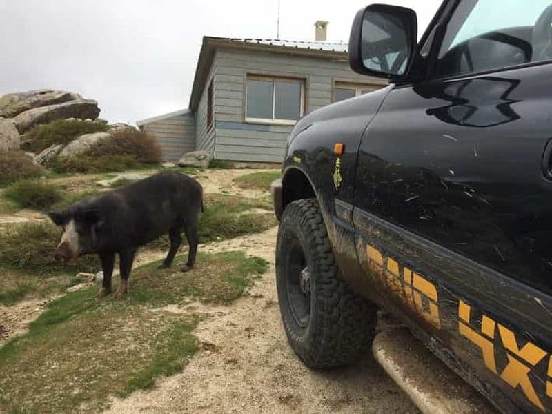 Porto Vecchio : Circuit en 4x4 du plateau de Cuscionu et de l'Alta Rocca