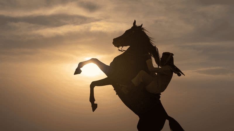 Parcourez les dunes : aventure à cheval dans le désert de Doha