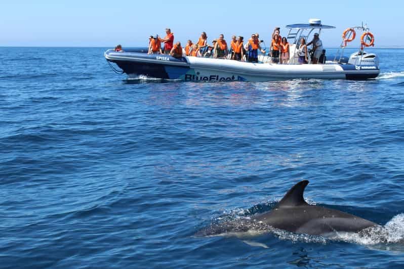 Depuis Lagos : Croisière d'observation de dauphins avec des biologistes marins