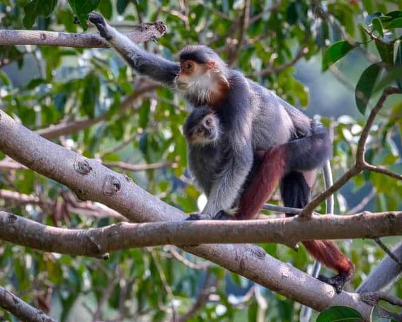Safari - À la recherche du singe le plus menacé au monde