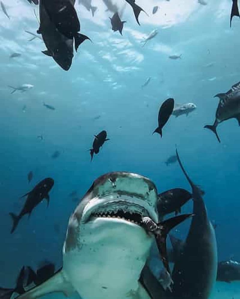 Billet Fuvahmulah : Plongée avec le requin-tigre