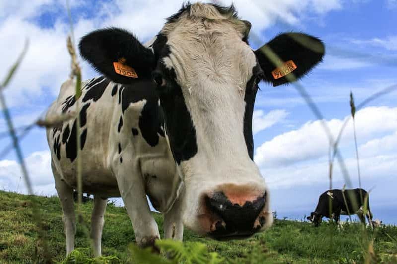 Billet Île de São Miguel : visite d'une jounée tout compris