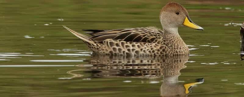 Observation des oiseaux dans la lagune de Huacarpay