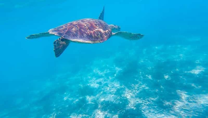 Oslob : Barre de sable de Sumilon, plongée avec masque et tuba pour les requins-baleines et les sardines