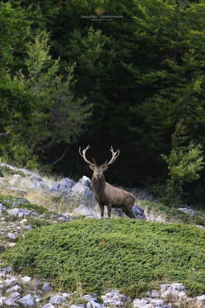 Billet Parc national des Abruzzes, du Latium et du Molise : Trekking&Faune.